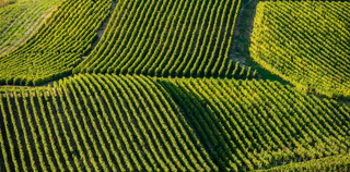 Carneros