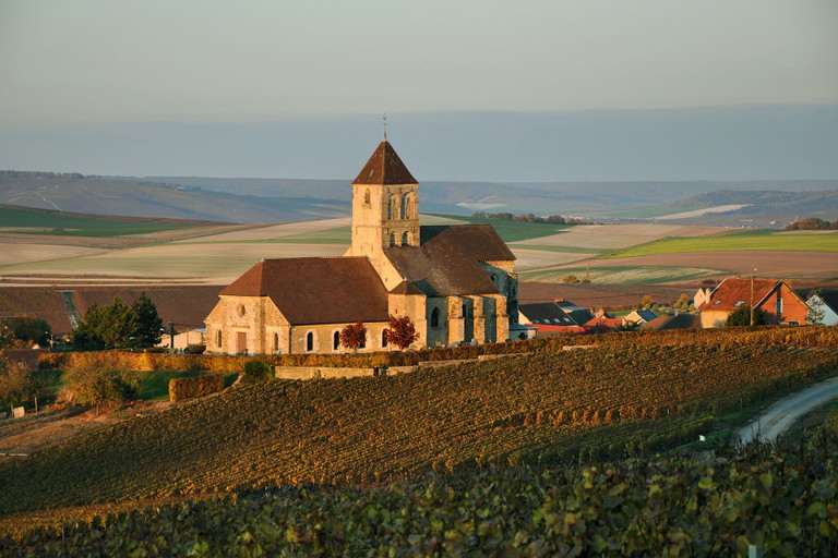 Weingärten in der Champagne bei Cuis