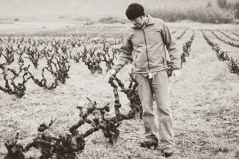Die uralten Weinstöcke der Sadie Family Wines im Winter.