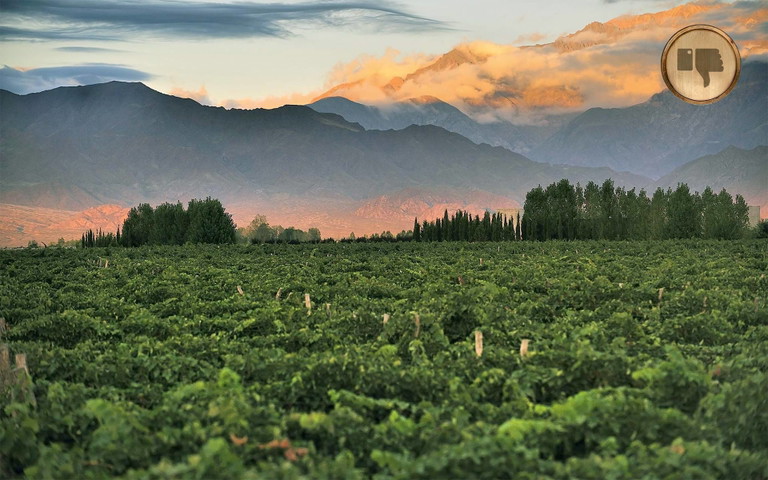 In der Region Mendoza regnete es kurz vor der Lese zwei Wochen lang.