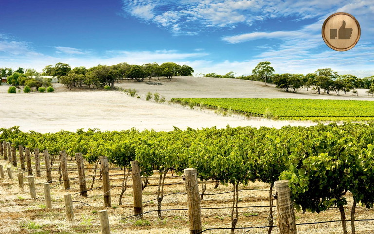 Im Barossa Valley erfolgte die Ernte bei hohen Reifegraden.