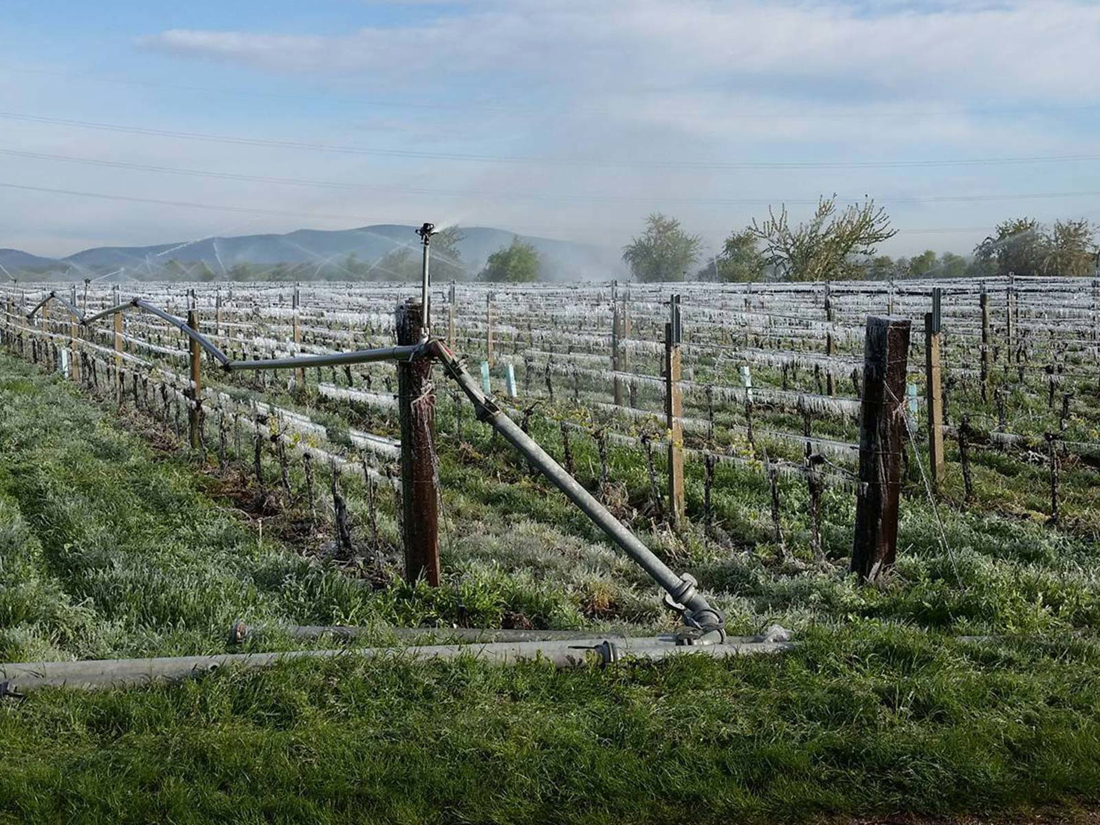 Frostberegnung in der Thermenregion in Österreich