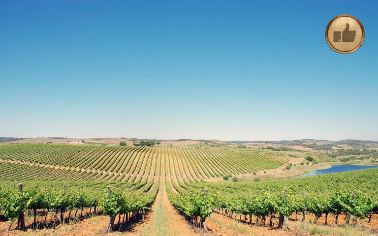 Portugiesisches Weinjahr 2015: trockenes Wetter mit früher Lese.