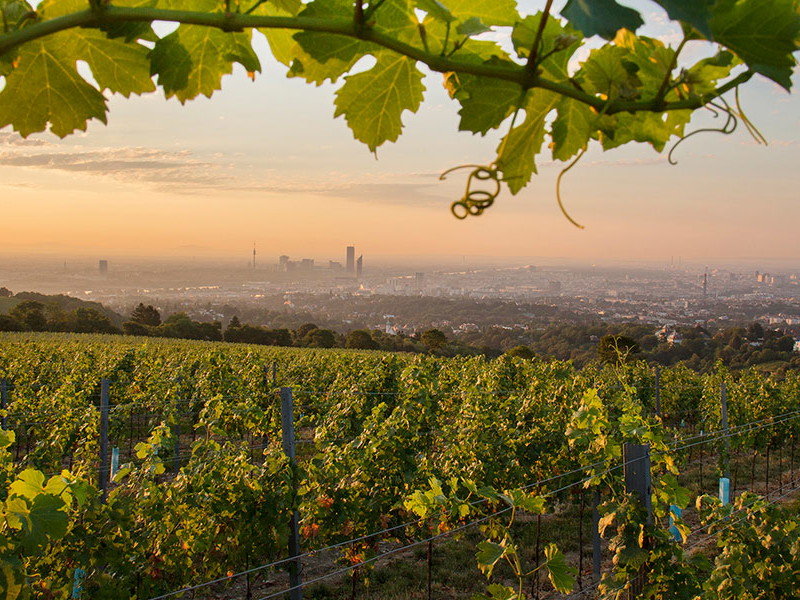 Blick vom Reisenberg auf die Skyline von Wien.