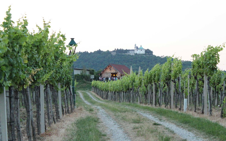 Blick auf den Leopoldsberg – Buschenschank Wieninger am Nußberg.