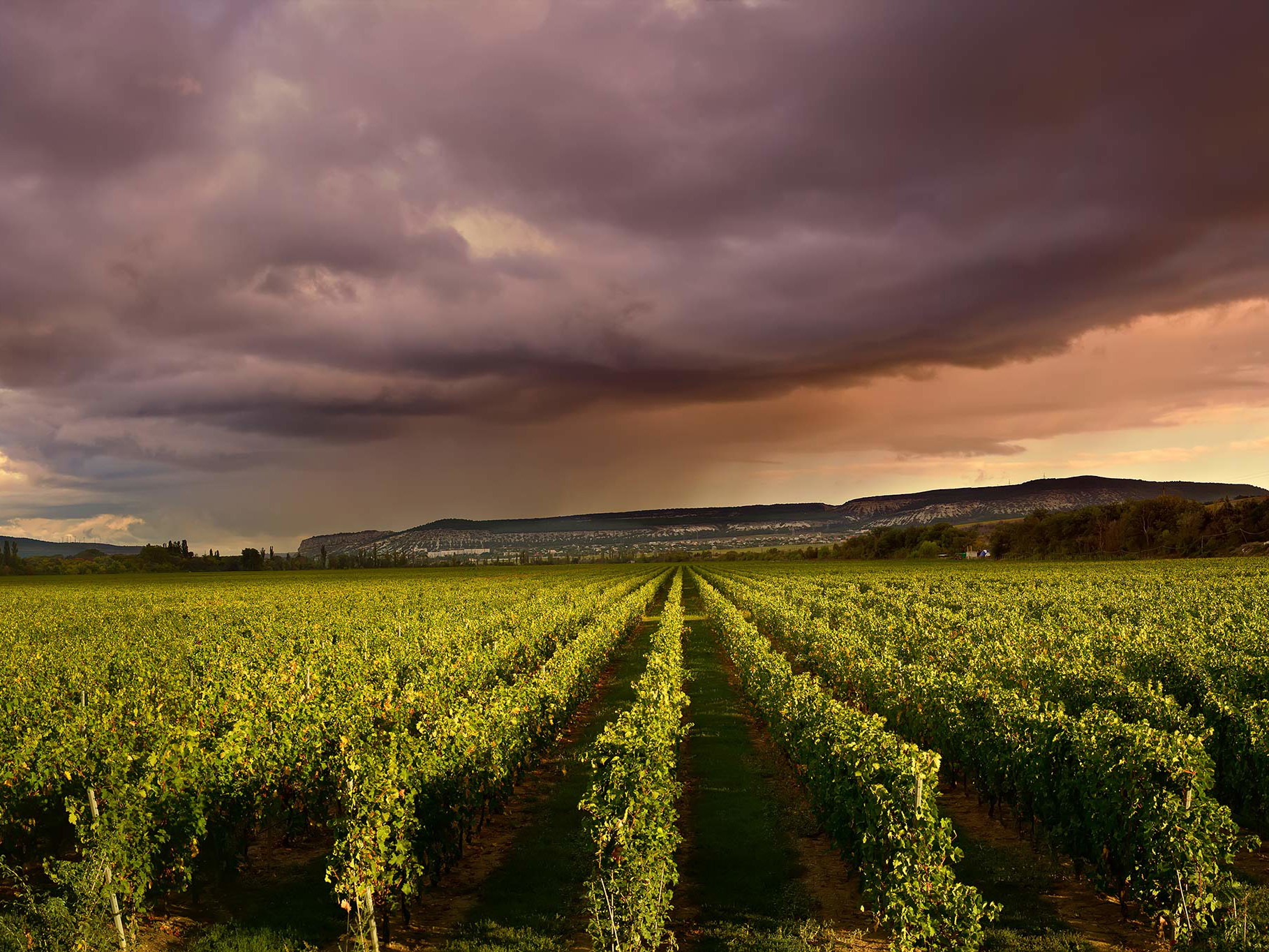 Das Grauen jedes Winzers: ein Gewitter zieht auf. 