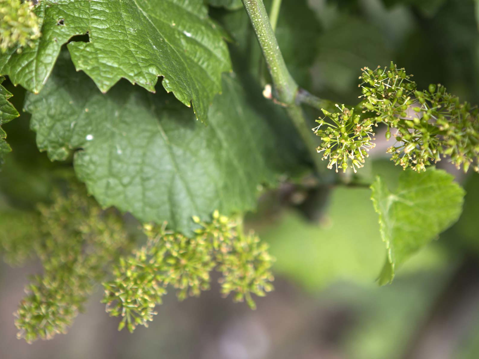 Unscheinbar, aber bezaubernd: die Traubenblüte