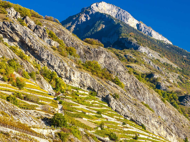Steillagen in Ardon, Wallis.
