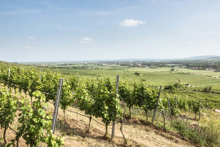 Weinbau am Gaisberg im Kamptal.