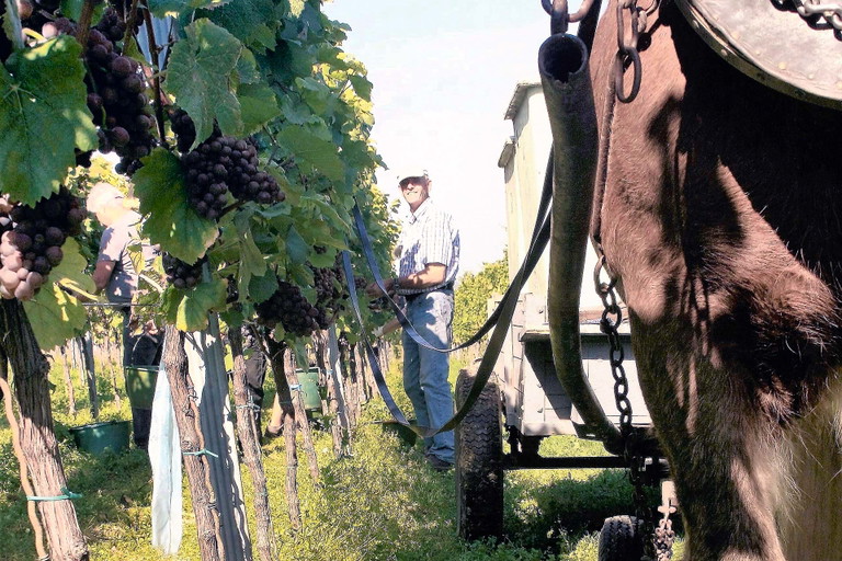 Herbert Heussler und sein Pfalz-Ardenner «Rico» bei ihrer Arbeit im Weinberg.