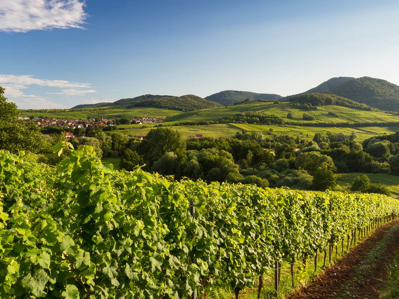 Die Pfalz ist Deutschlands zweitgrößtes Weinbaugebiet.