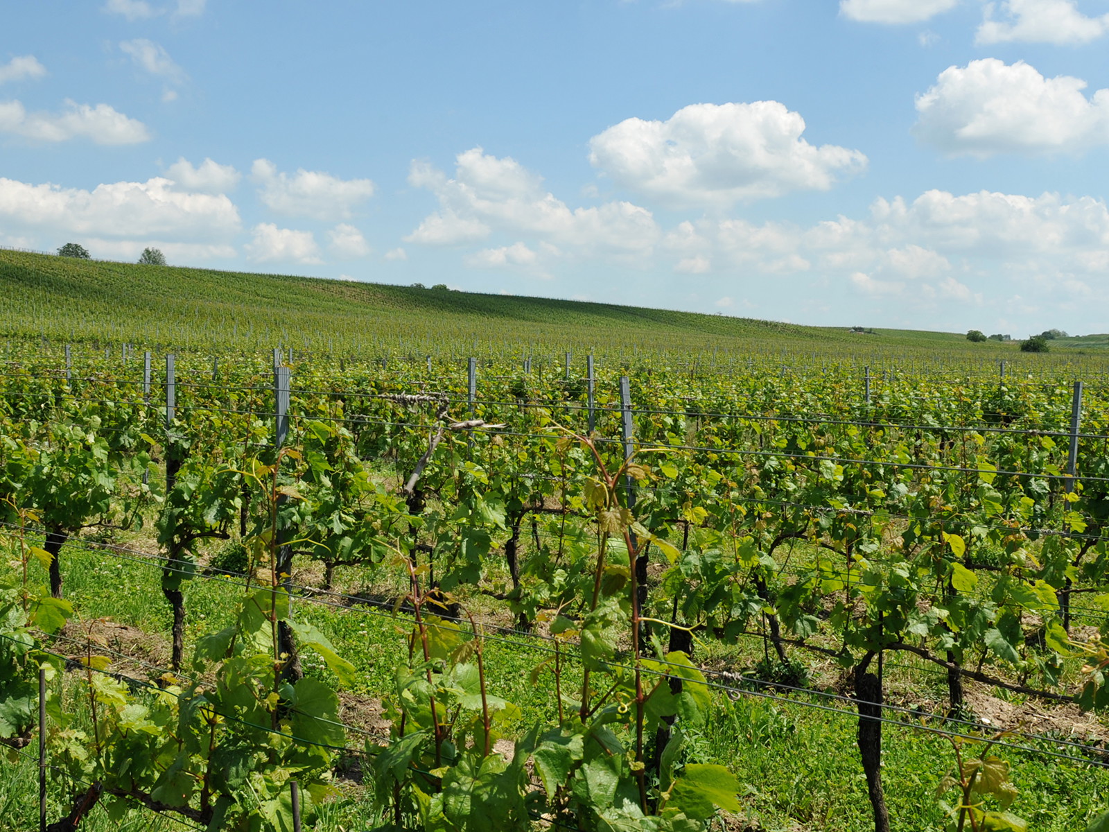 Eine der »Großen Lagen des Burgenlands«.