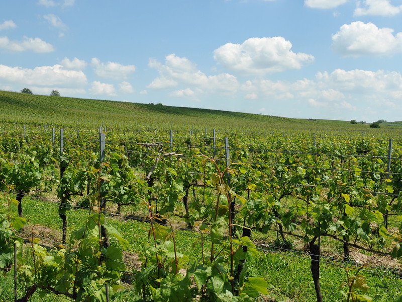 Eine der »Großen Lagen des Burgenlands«.