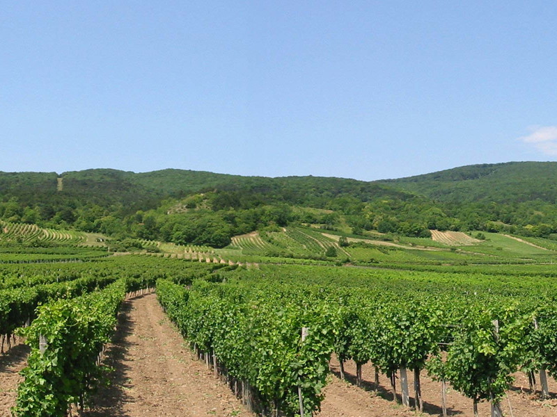 Die Thermenregion Wienerwald lädt zum 14. Weinfestival