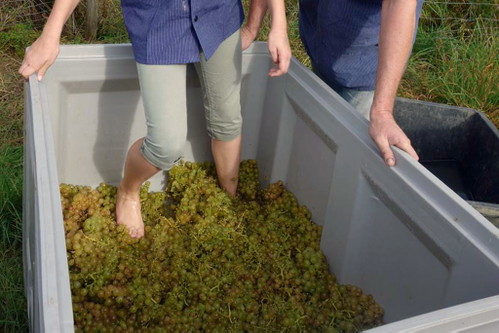 Traditionelles Einmaischen des Gutedels im Weingut Ziereisen.