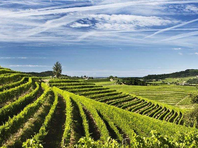 Das Weinbaugebiet Friaul Julisch Venetien.