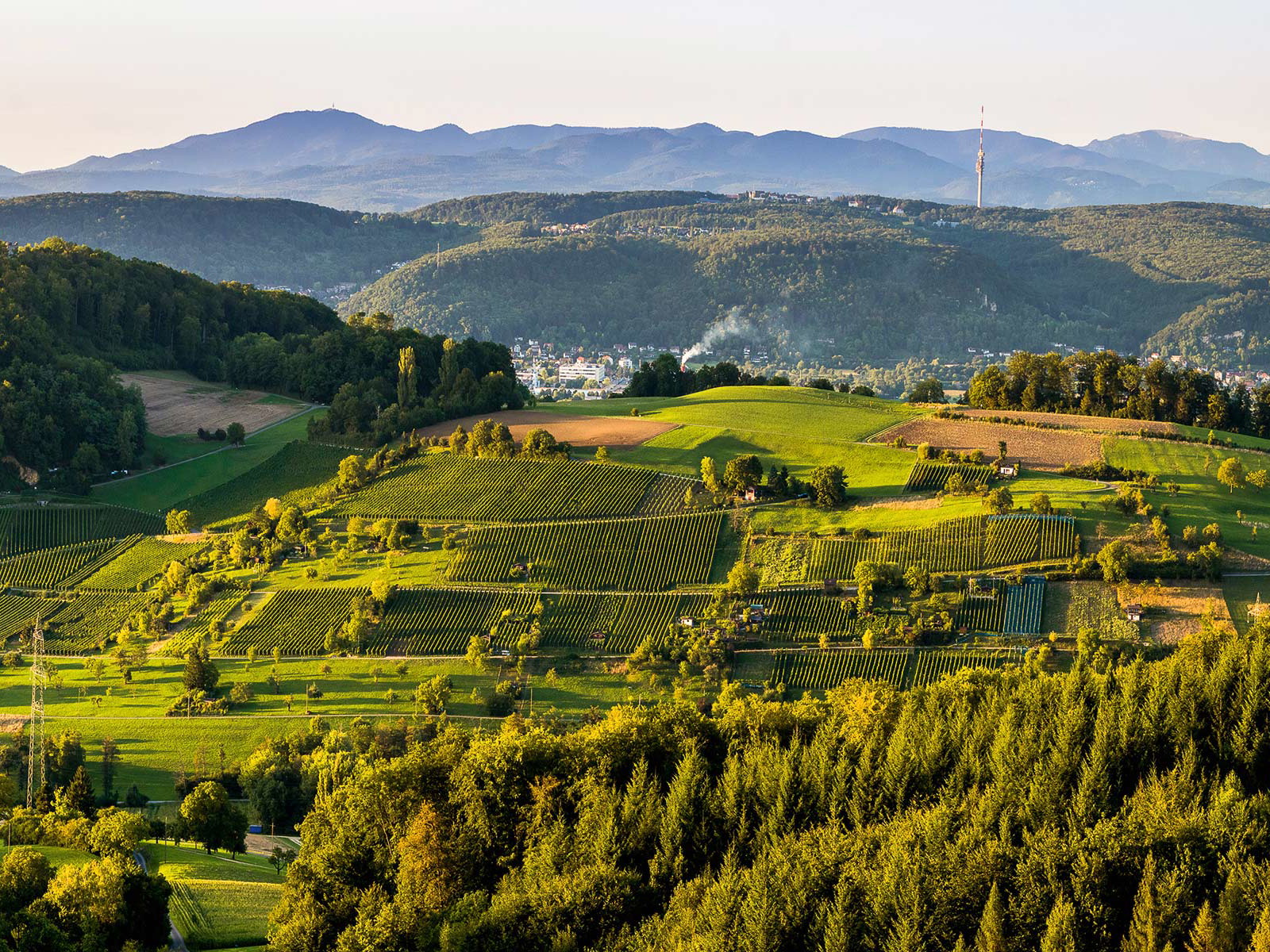 Blick auf die Reblagen des Muttenzer Wartenbergs mit dem Schwarzwald im Hintergrund.
