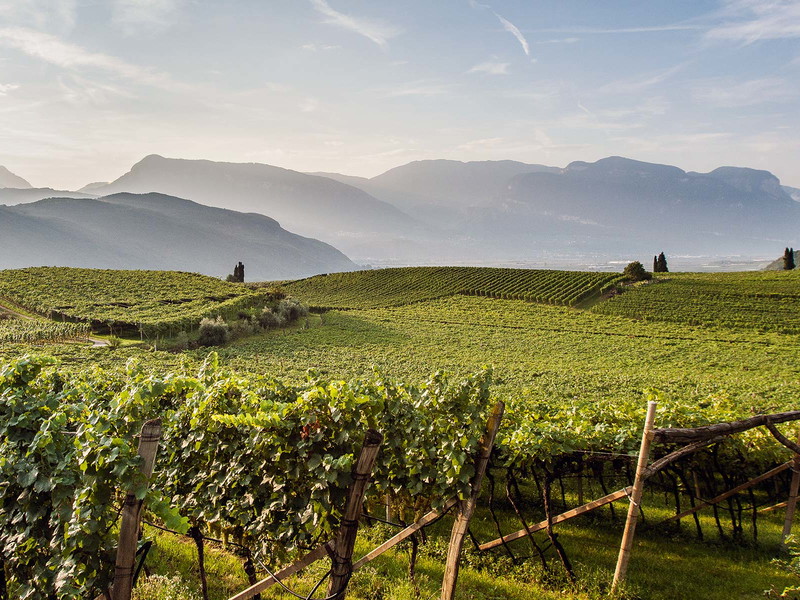 Weinbauland Südtirol: klein, aber Top-Qualität!