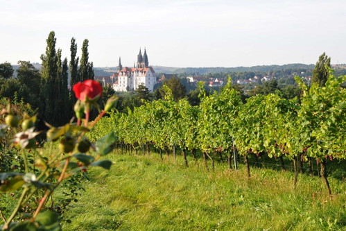 Schönste Weinsicht Sachsen 2016Vom Proschwitzer Weinbergshäuschen auf Weinberge und die Albrechtsburg, Zadel