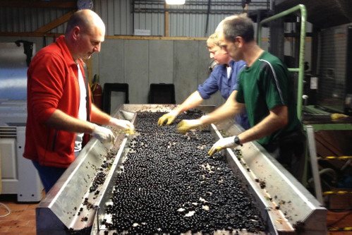Bei Ziereisen werden die Trauben für die besten Pinot Noirs handverlesen.