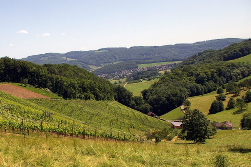Wo Fuchs und Hase sich gute Nacht sagen: Weingut Tschäpperli in der hinteren Klus in Aesch.