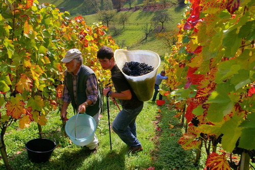 Weinlese des Pinot Noir im Weingut Tschäpperli.