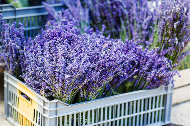 Lavendel in seiner Produktvielfalt finden Sie am Lavendelfest.