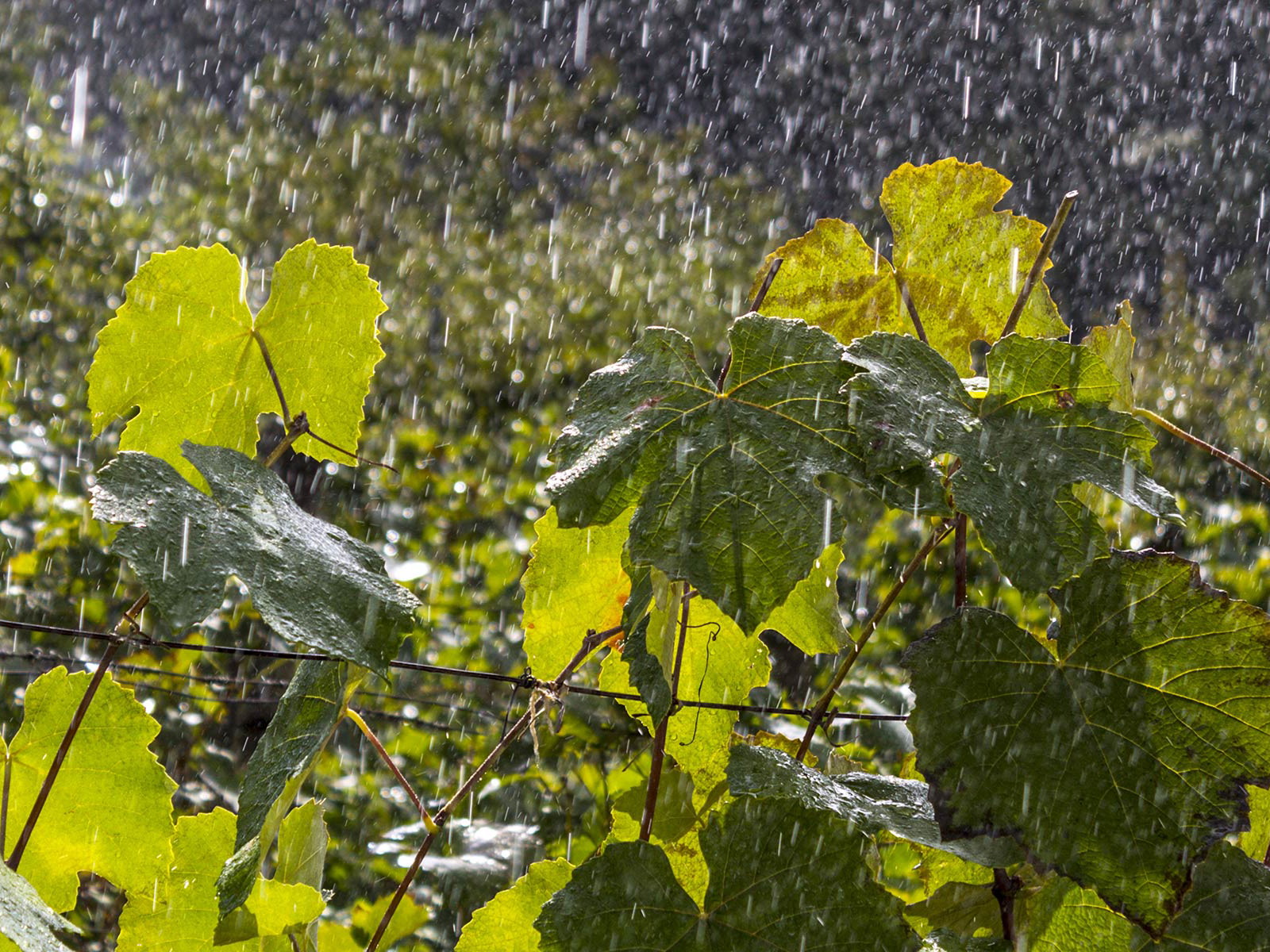 Der viele Regen bereitet den deutschen Winzern große Sorgen.