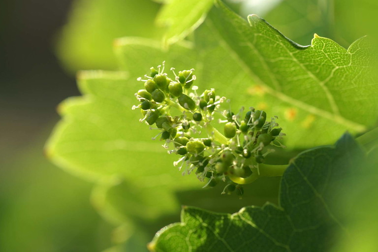 Weinblüte in Mörbisch