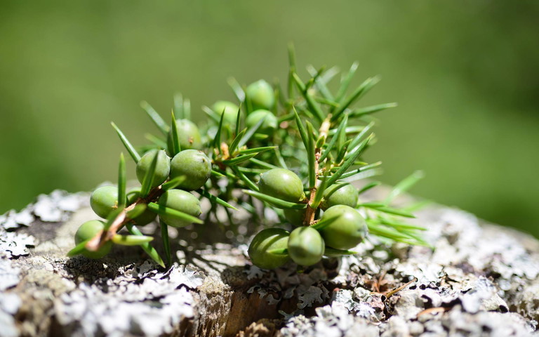 Die stechenden, bläulich-grünen Nadeln des Wacholders erwiesen sich bei der Ernte als besondere Herausforderung. 