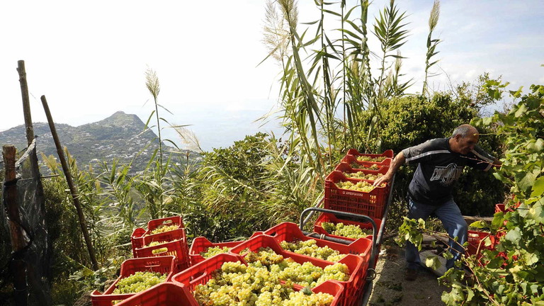 500 Meter über dem Meer bauen die Brüder D'Ambra ihren Wein an.