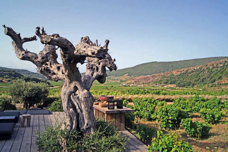 Das Weingut Coste Ghirlanda erzeugt spannende trockene Zibibbo.