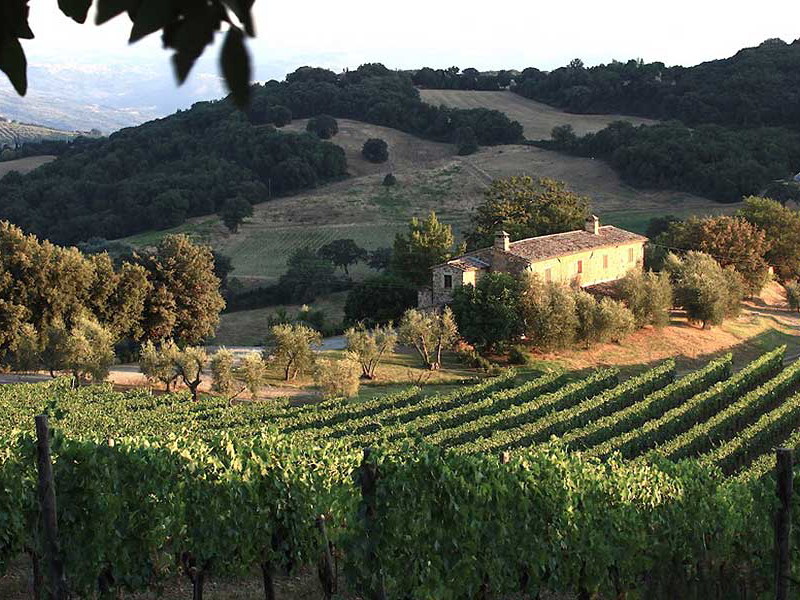 Podere Salicutti in Montalcino.