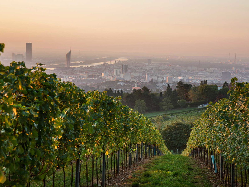 Der »Cobenzl«-Wein gilt ab dem Weinjahrgang 2023 als BIO.
