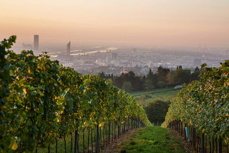 Blick vom Weingut Cobenzl auf den Reisenberg und die Stadt Wien.
