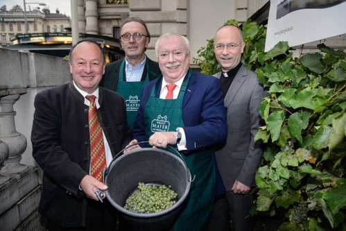 Weinlese mit Wiener Bürgermeister Michael Häupl  (2. v. r.) mitten im 1. Wiener Gemeindebezirk.