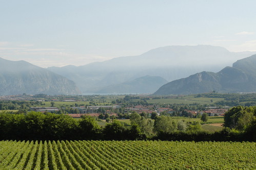Weinberge der Franciacorta mit dem Iseosee im Hintergrund.