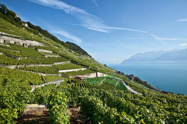 Le Dézaley, historischer Grand Cru in Lavaux.