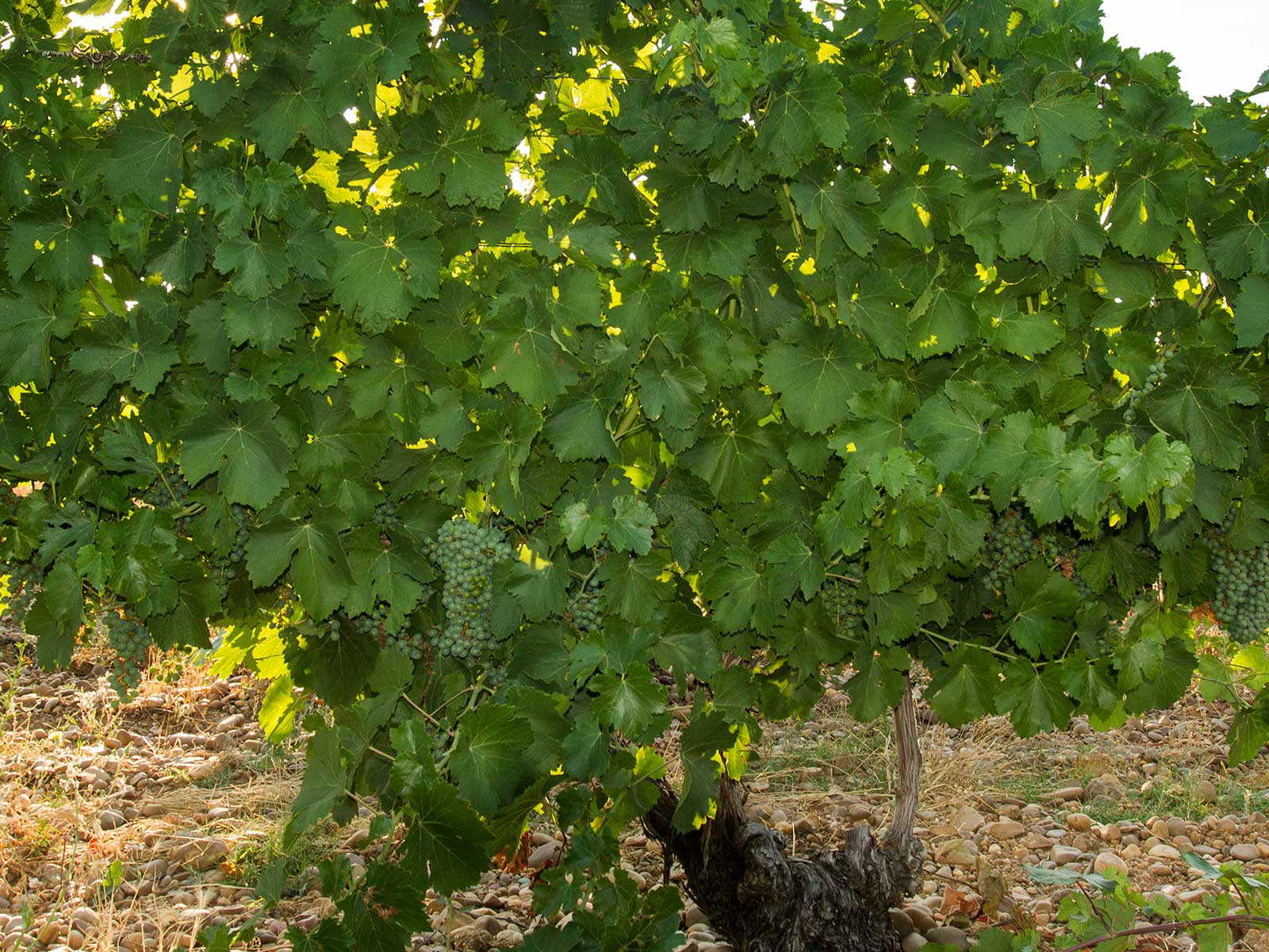 In Rueda herrschen beste Bedingungen für die Weißwein-Produktion.