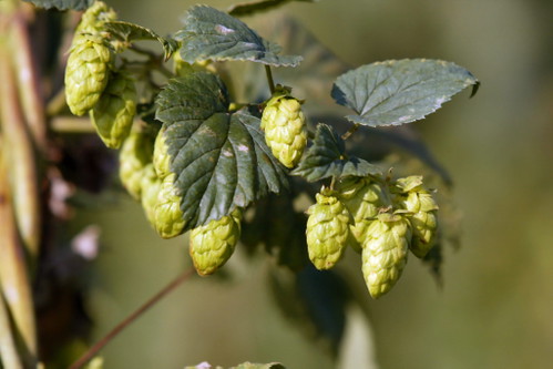 Vom Hopfen zum Biergenuss: Kleine Betriebe prägen die Mühlviertler Bierlandschaft.