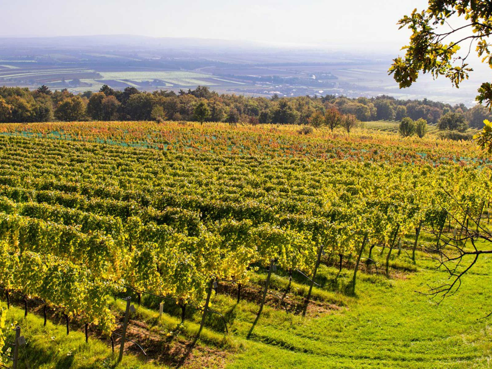 Der Leithaberg als Grenze zwischen Niederösterreich und Burgenland.