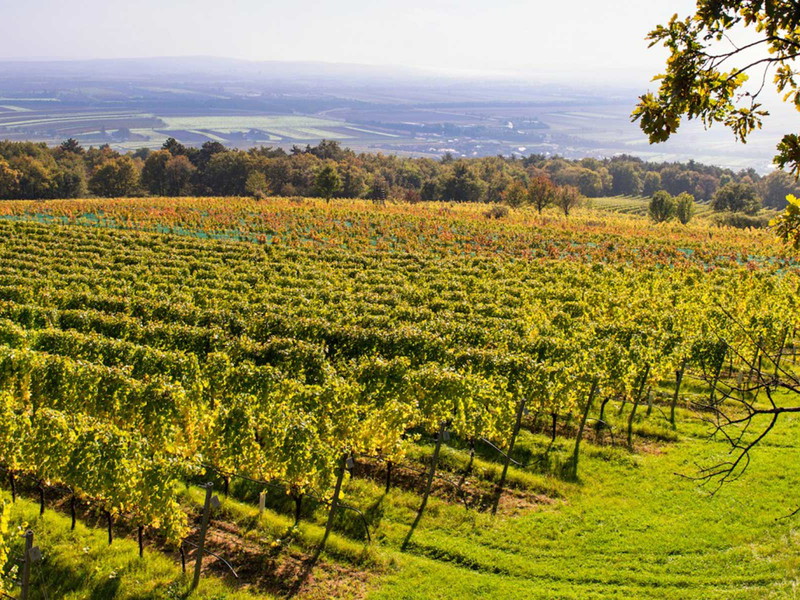 Der Leithaberg als Grenze zwischen Niederösterreich und Burgenland.