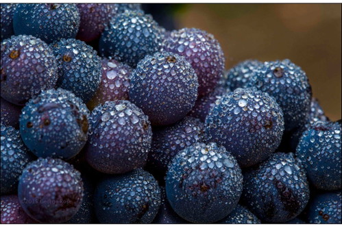»Morning Jewels«