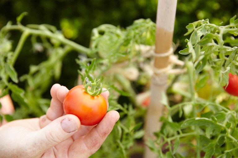 Am Paradeiser-Fest gibt es von Cocktail-Tomaten bis zum 1-kg-schweren Ochsenherz viel zu entdecken.