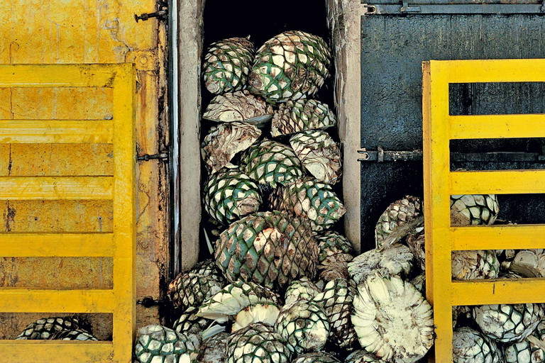 Agave Herzen sieht man in Mexiko zuhauf.