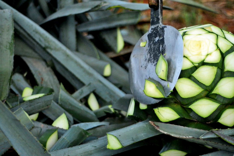 Die Agave ist das Herz des Tequilas.