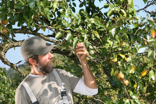  Wie auch bei anderen Obstsorten, muss bei der Birne jene gefunden werden, die gut mit dem Holz harmoniert.© Sven Cichowicz