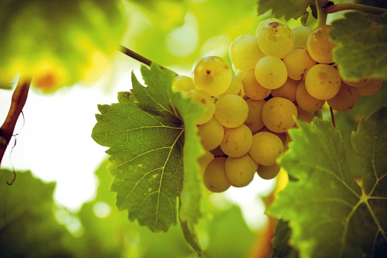  Scheurebe: mittelgrosse, dicht mit Beeren besetzte Traube.