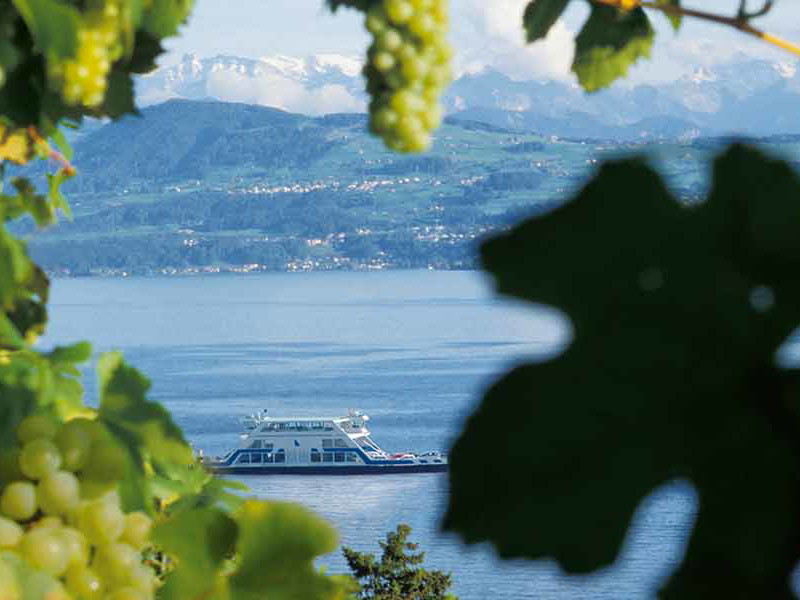 Blick durch Weinreben auf den Zürichsee