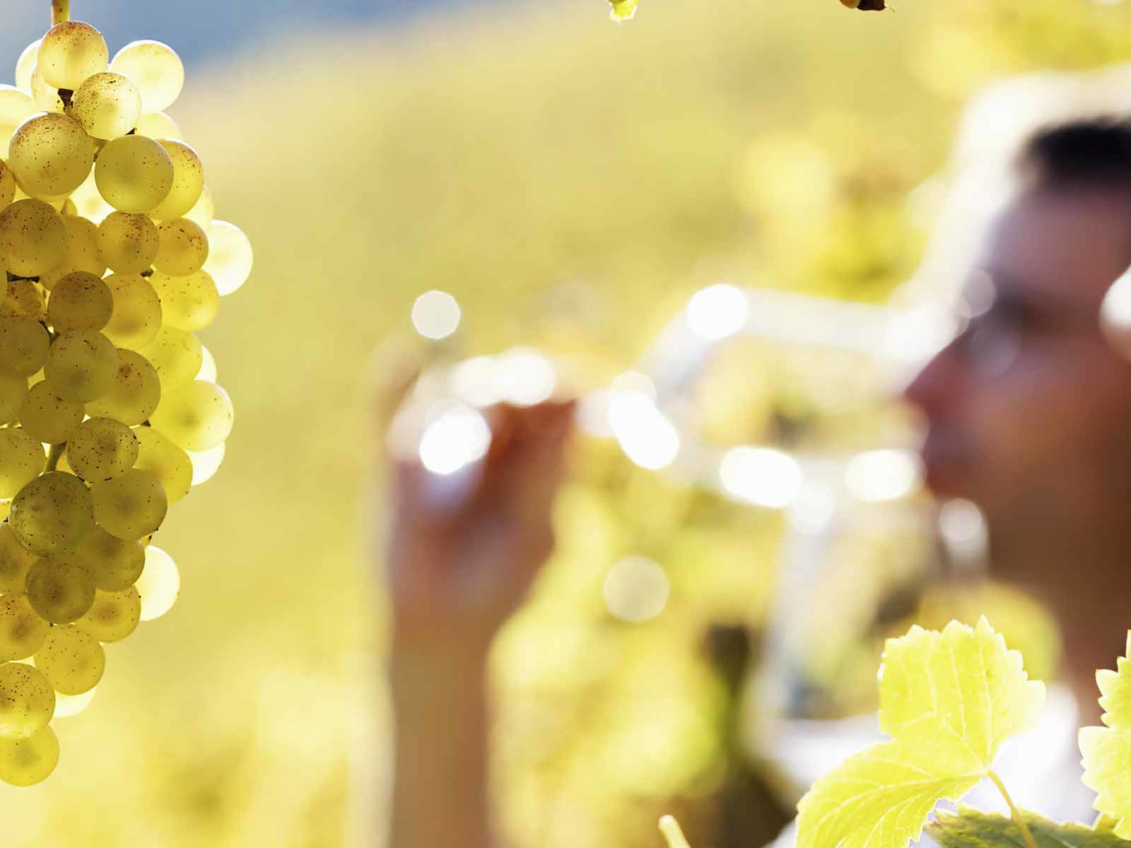 Dieses Wochenende gibt es wieder zahlreiche Events rund um Wein und Kulinarik.